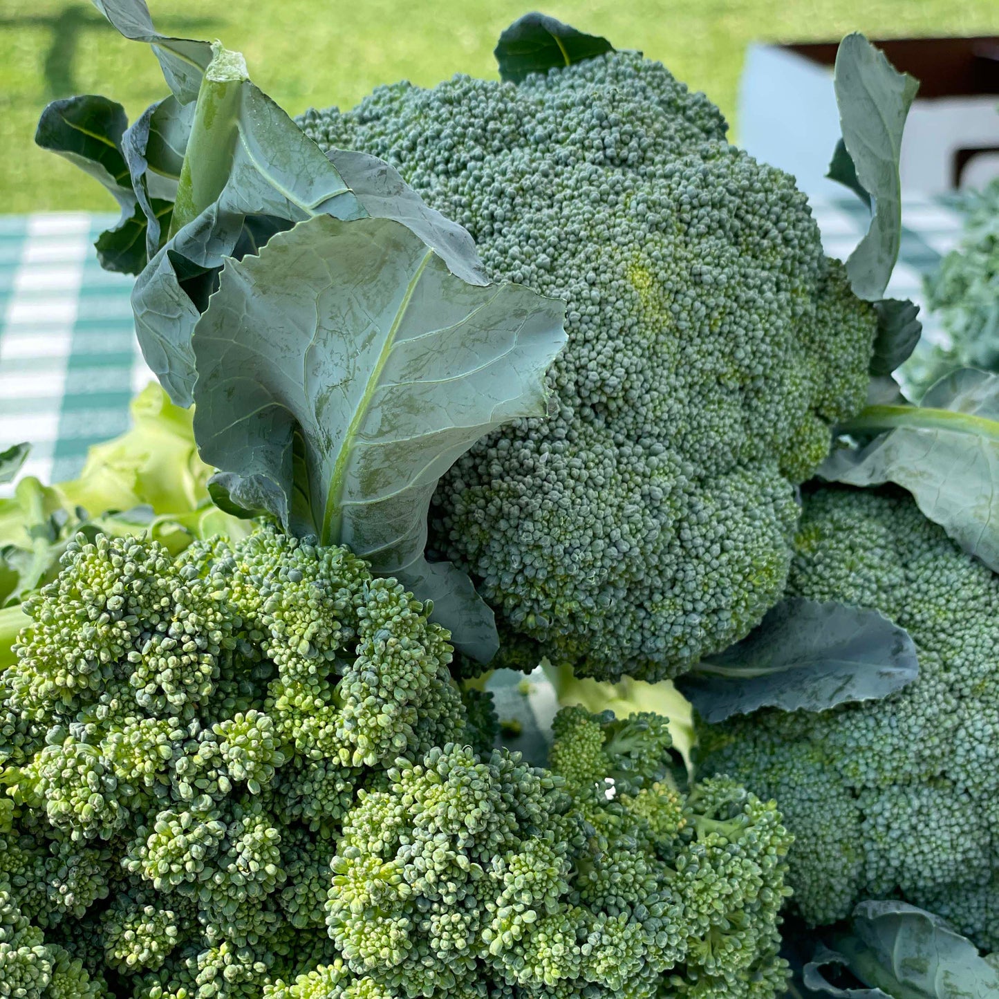 Broccoli - Weaver's